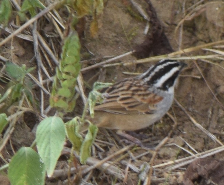 Stripe-headed Sparrow - ML616359589