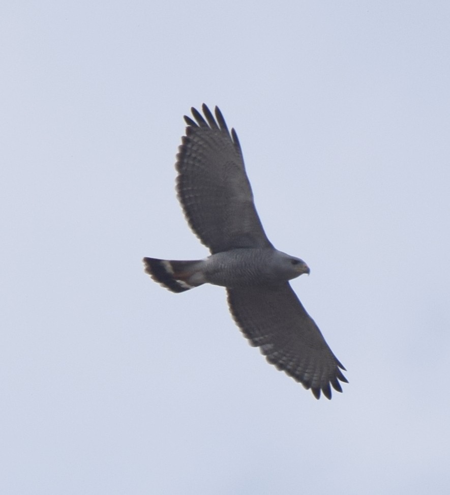 Gray Hawk - ML616359649