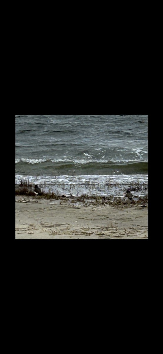 American Oystercatcher - J Sutherland