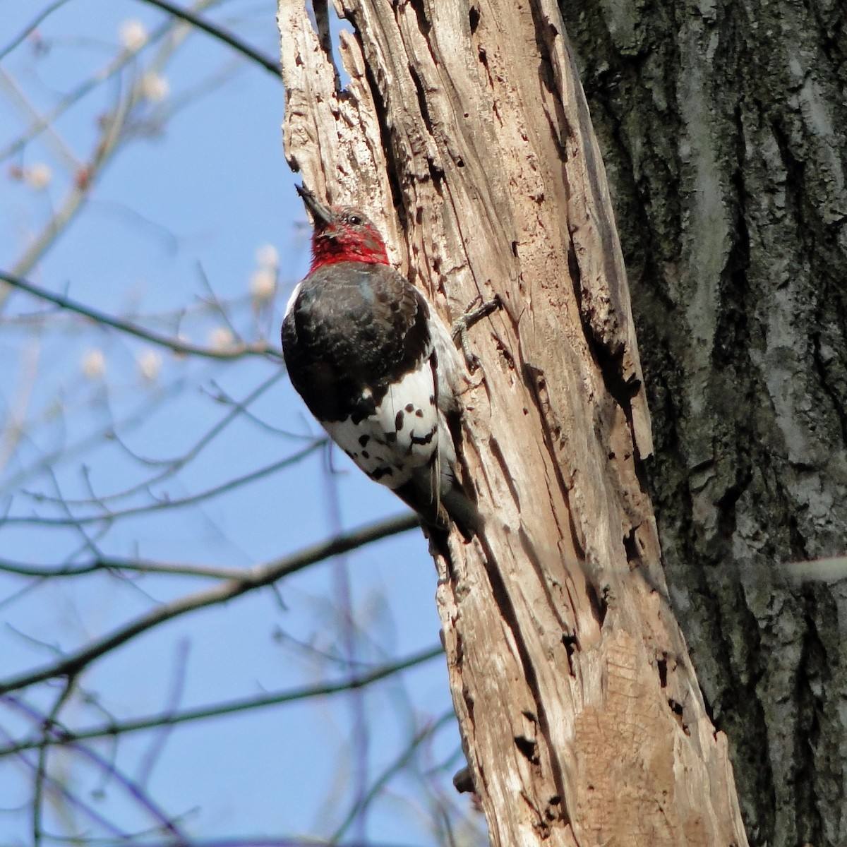 Red-headed Woodpecker - Gail Benson