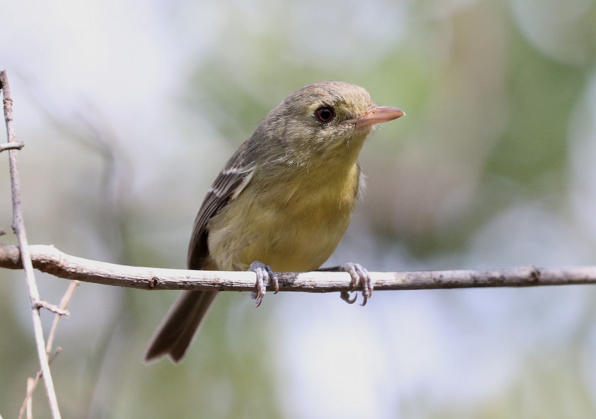 Cuban Vireo - ML616359777