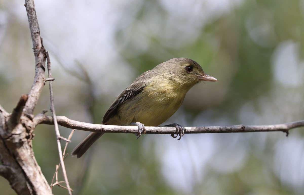 Cuban Vireo - ML616359782