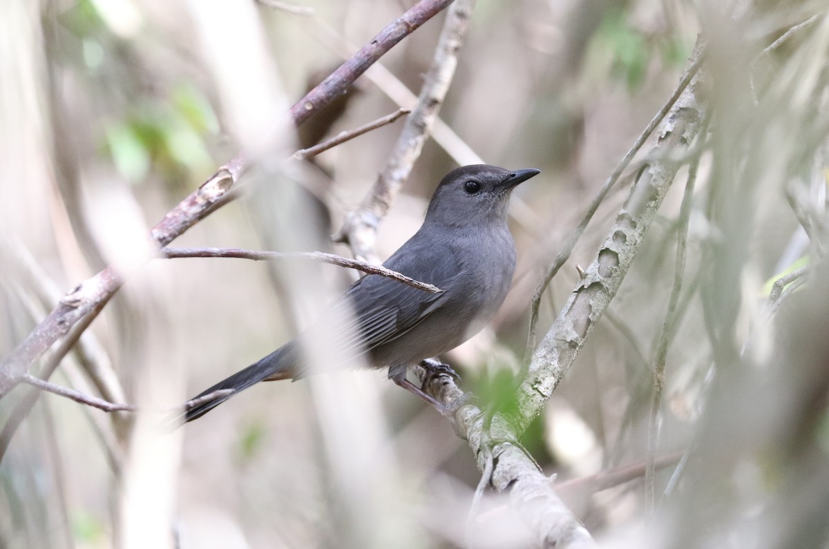 Gray Catbird - ML616359789