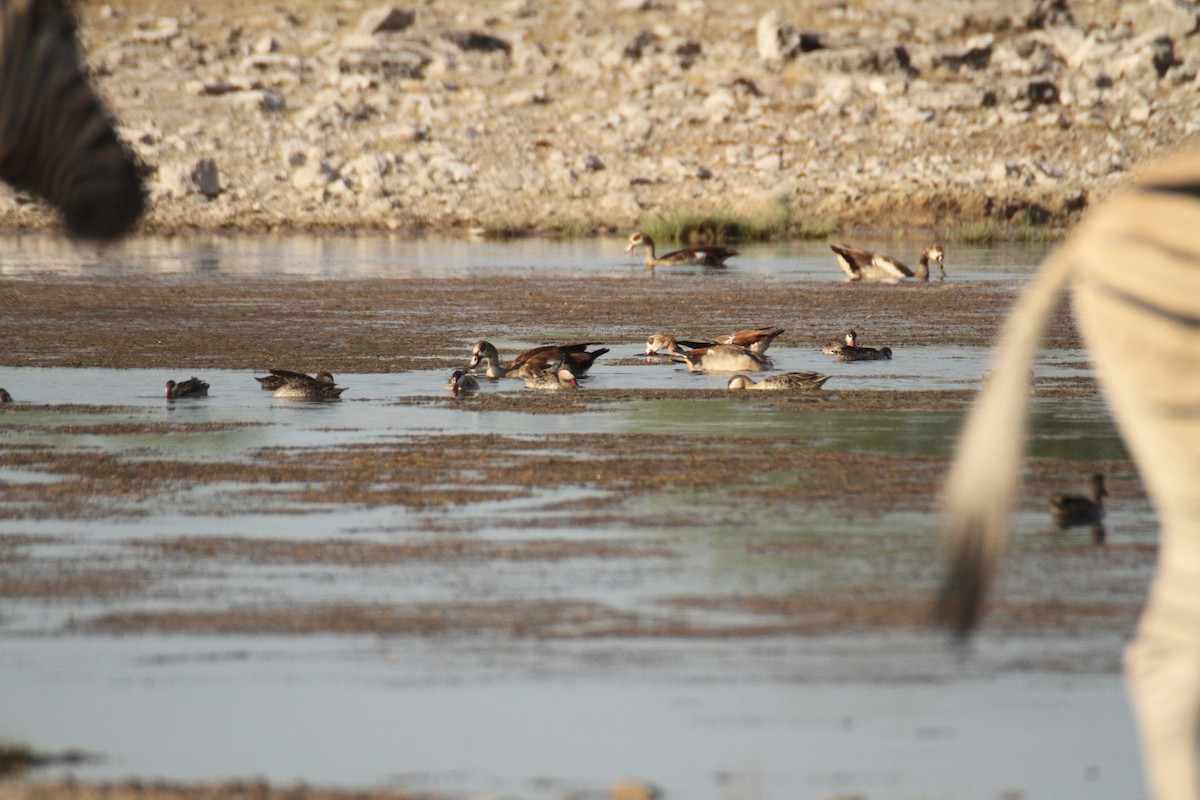 Red-billed Duck - ML616359795