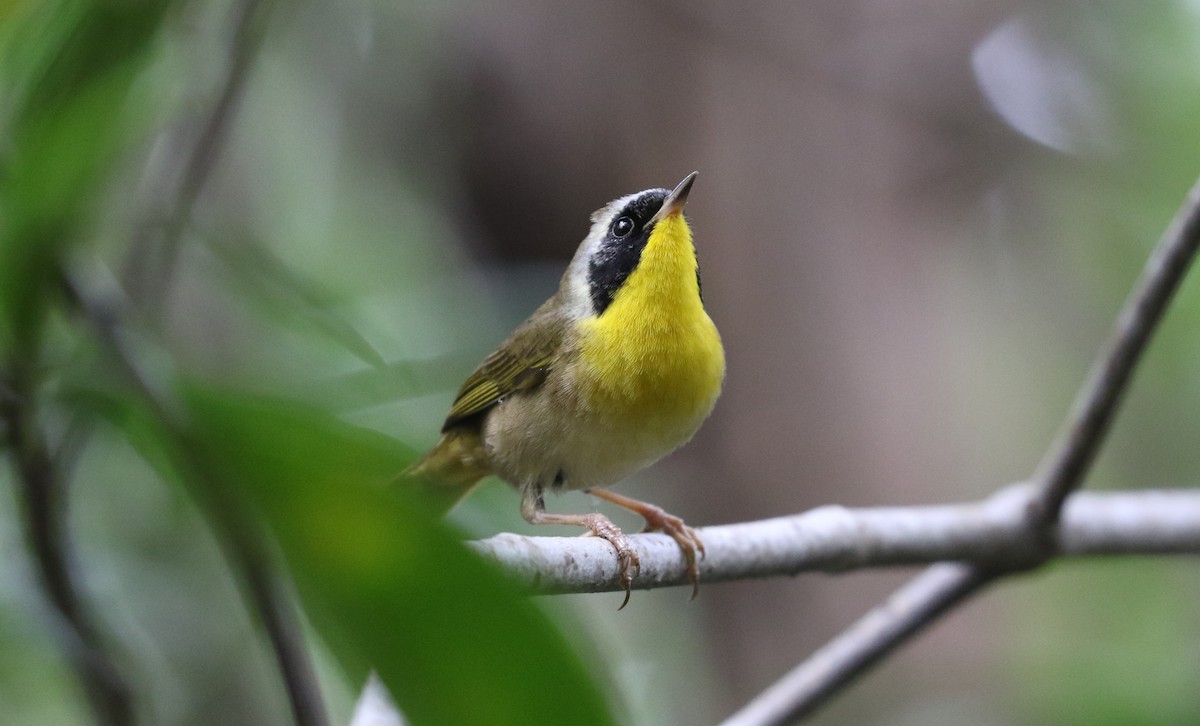 Common Yellowthroat - ML616359802