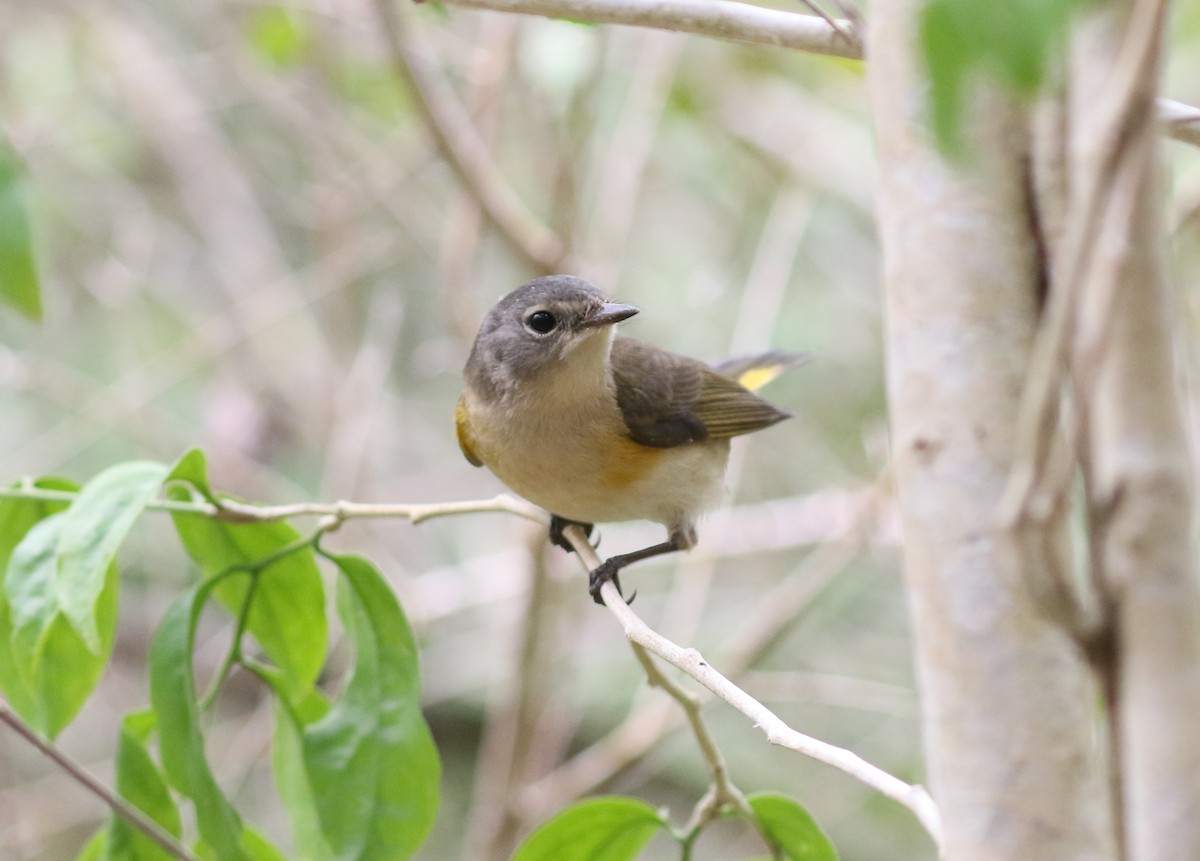 American Redstart - ML616359803