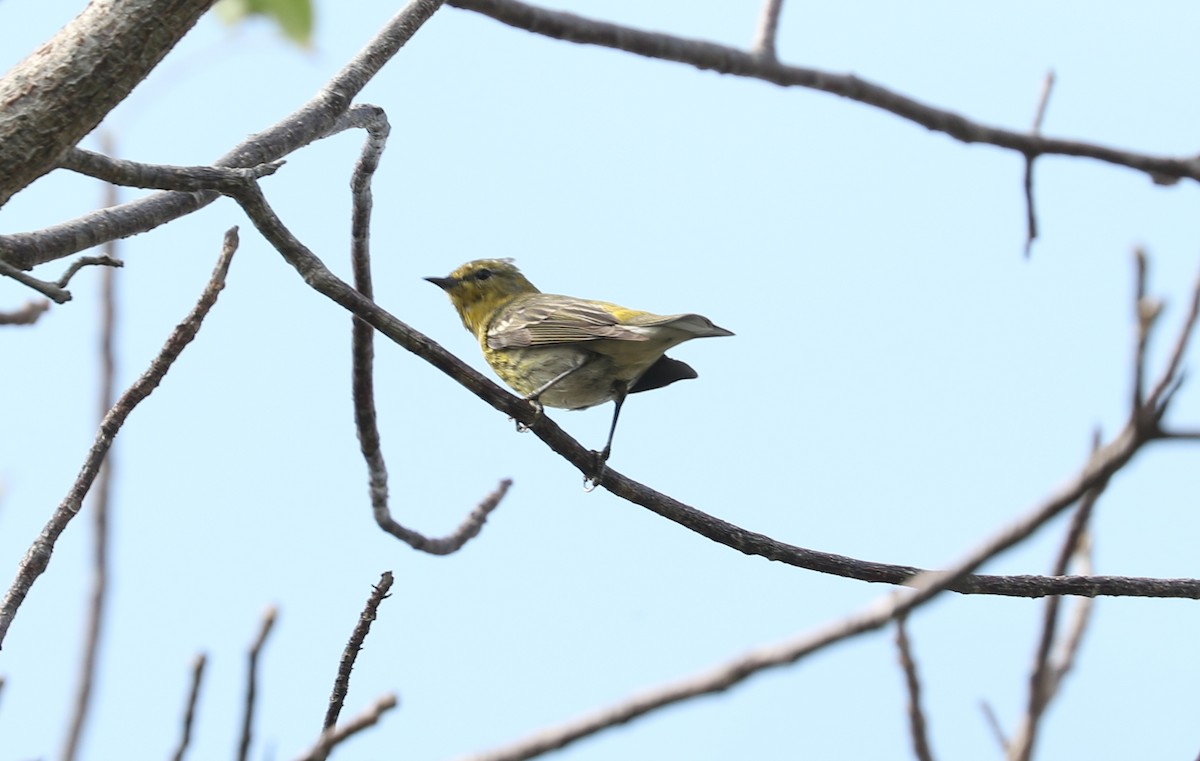 Cape May Warbler - ML616359805
