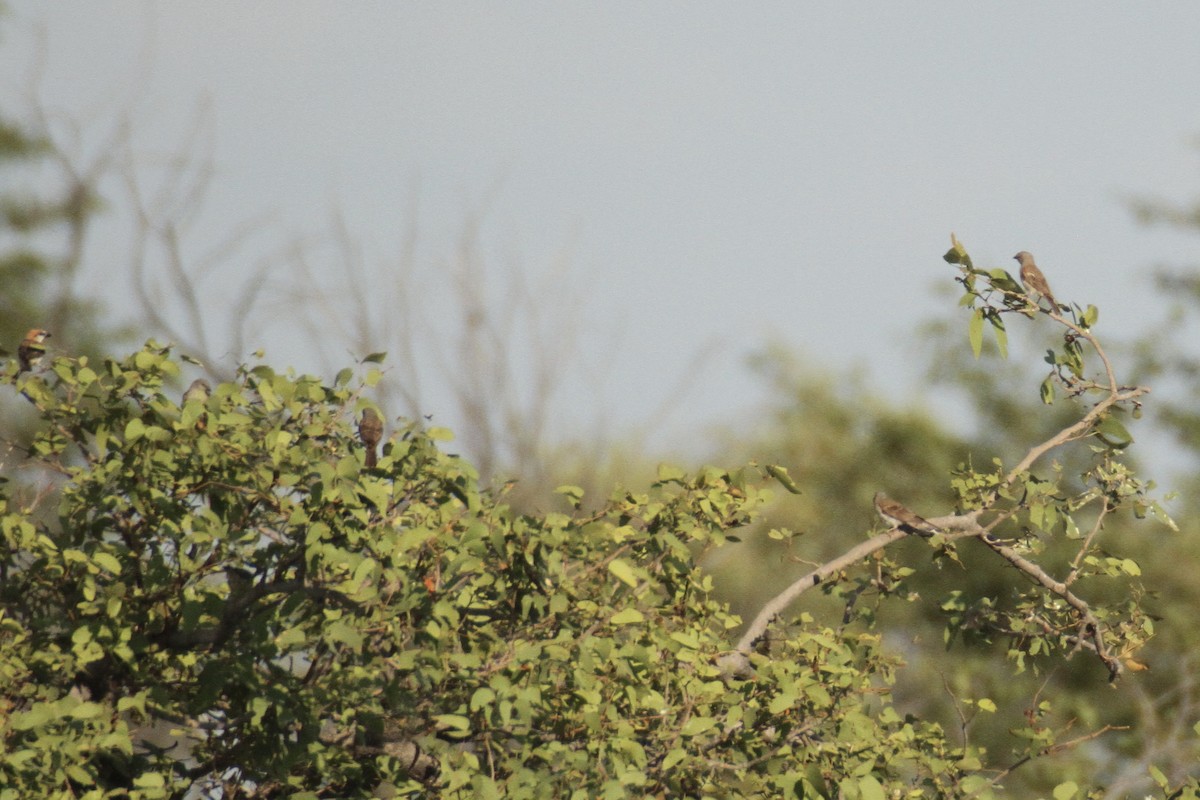 Southern Gray-headed Sparrow - ML616359808