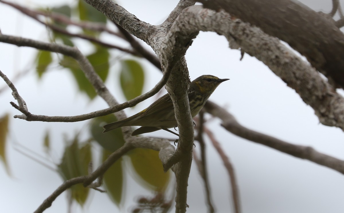 Cape May Warbler - ML616359809