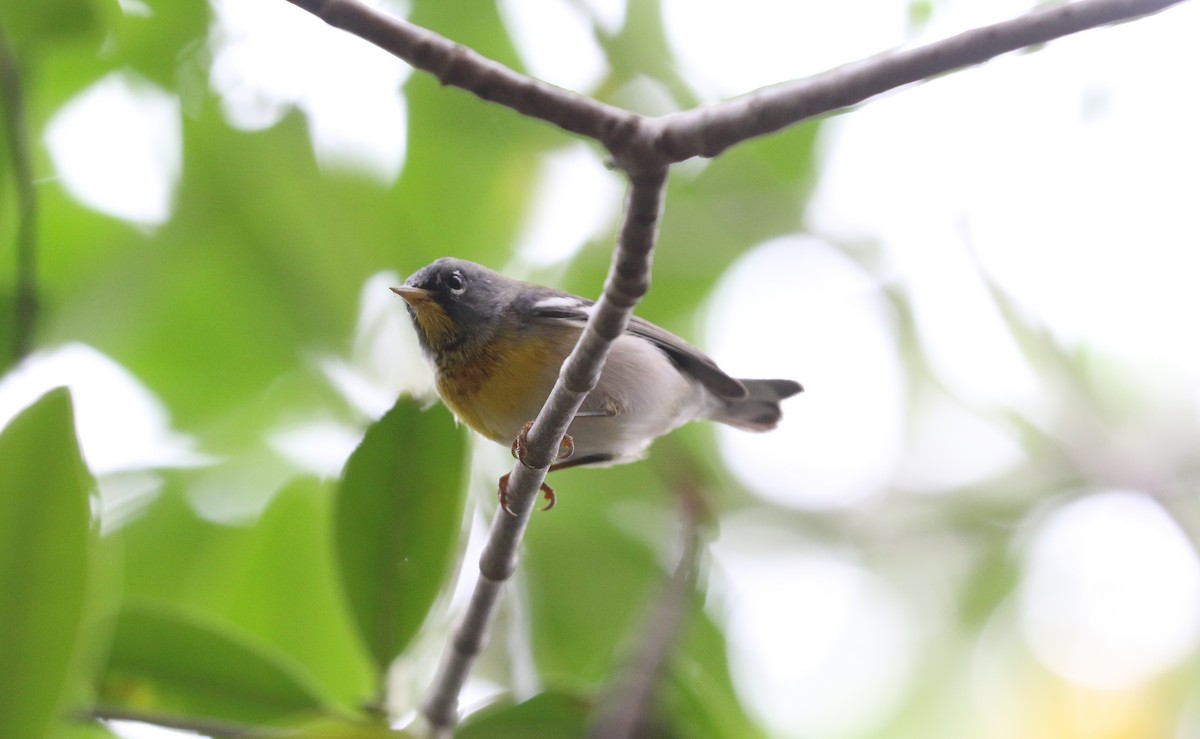 Northern Parula - ML616359810