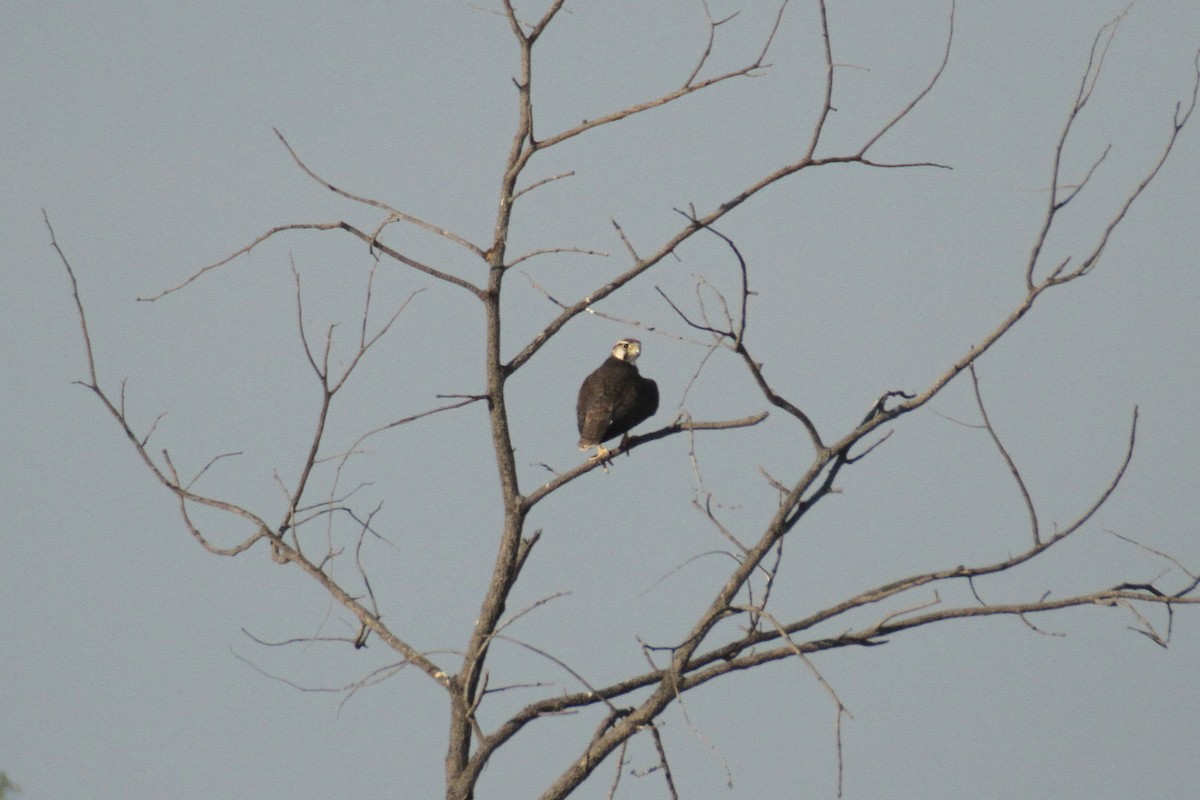 Lanner Falcon - ML616359838