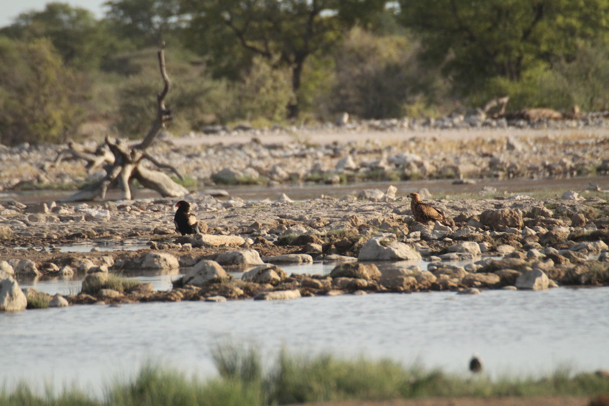 Tawny Eagle - ML616359842