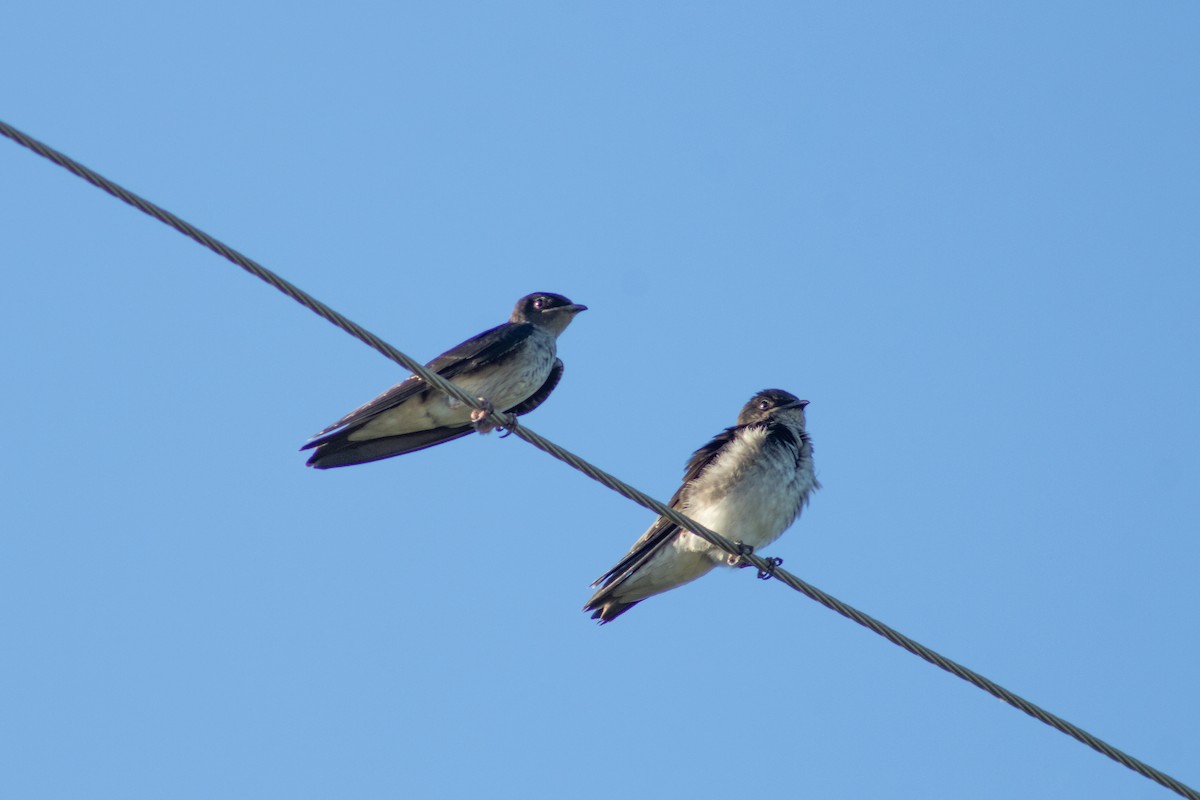 Gray-breasted Martin - ML616359899