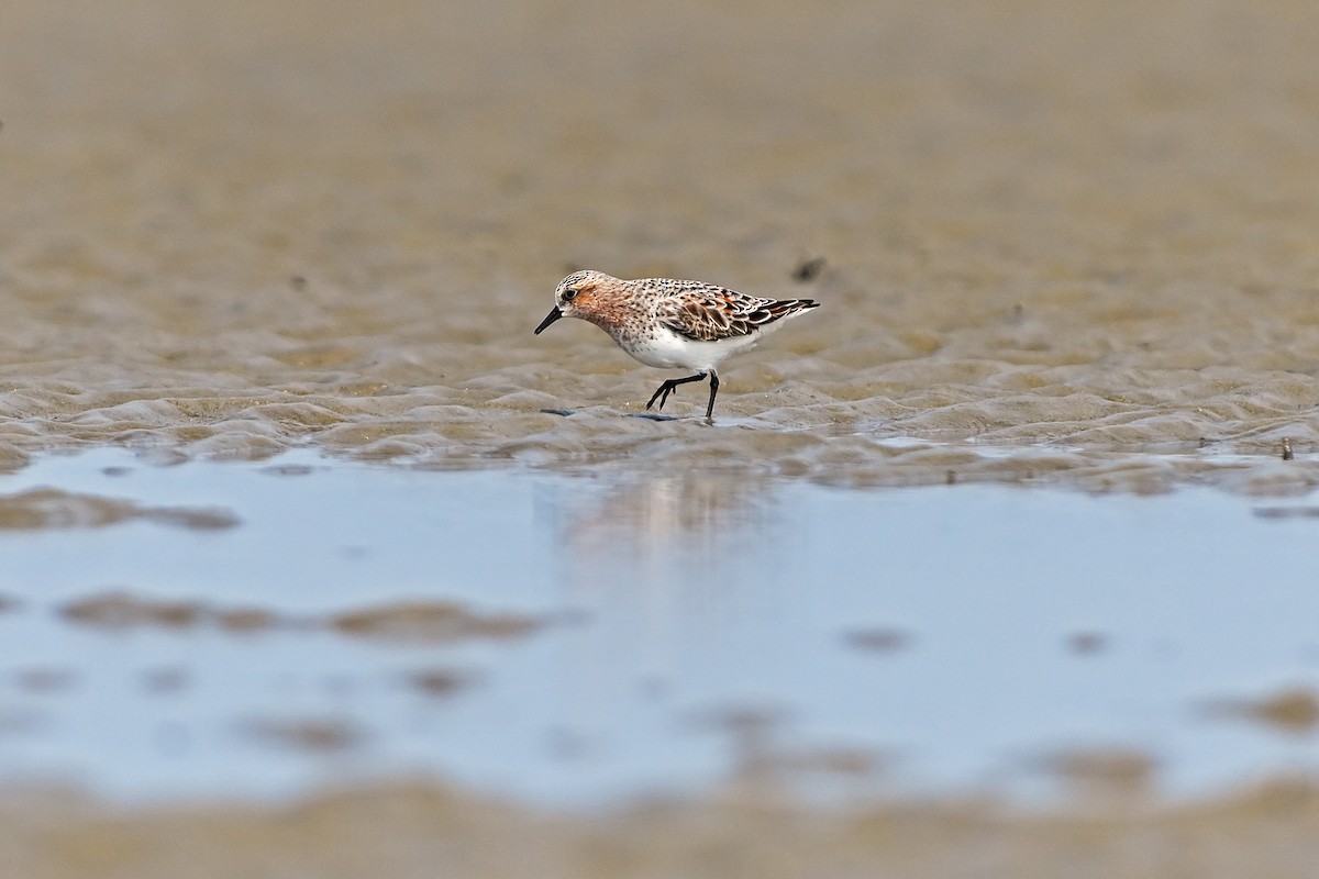 Red-necked Stint - Supratim Mukherjee