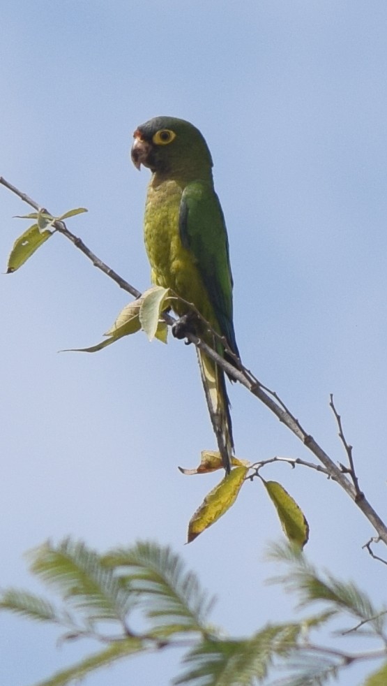 Orange-fronted Parakeet - ML616360044