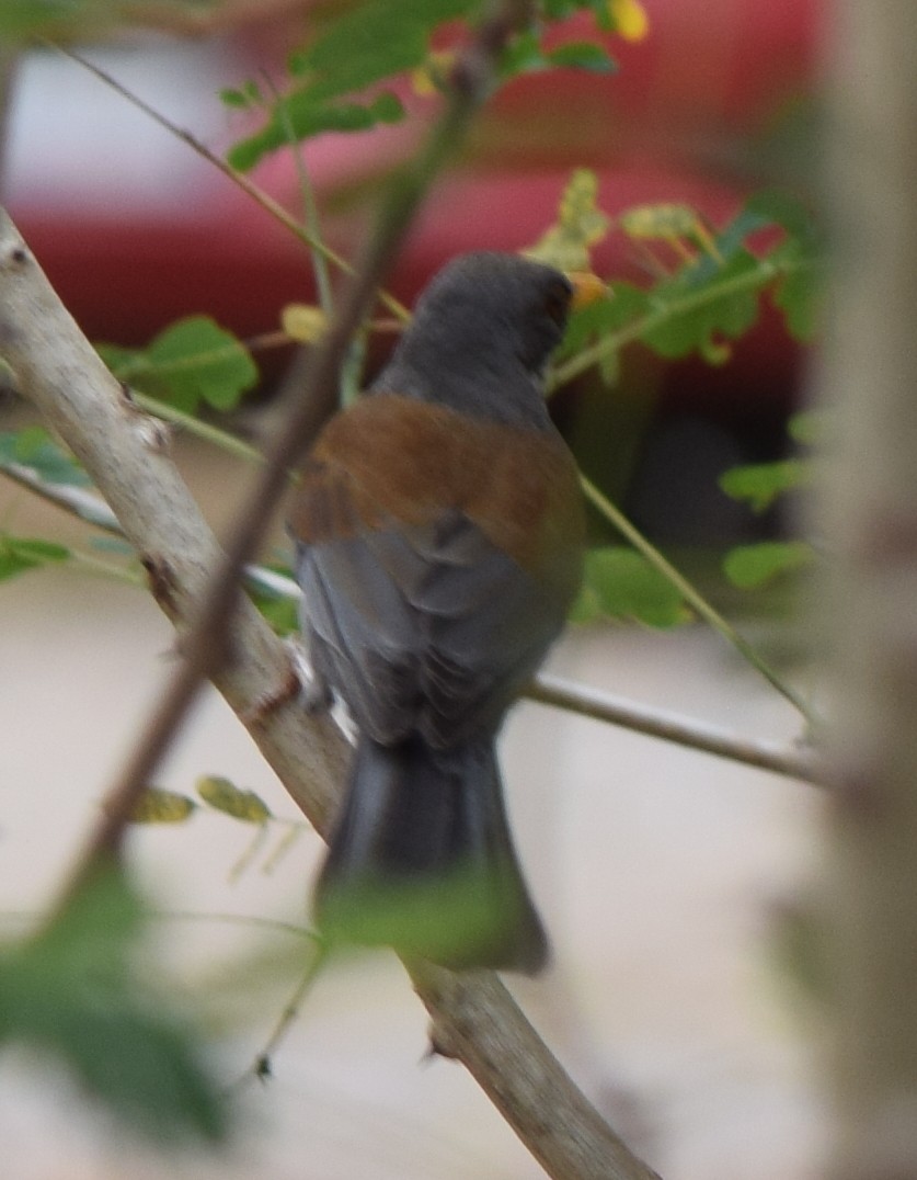 Rufous-backed Robin - ML616360086