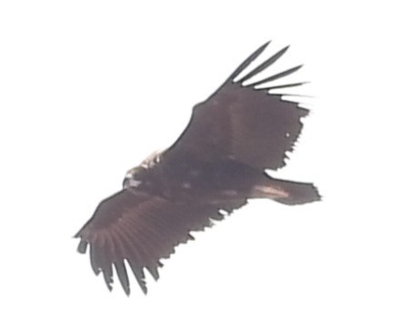 Cinereous Vulture - ML616360087