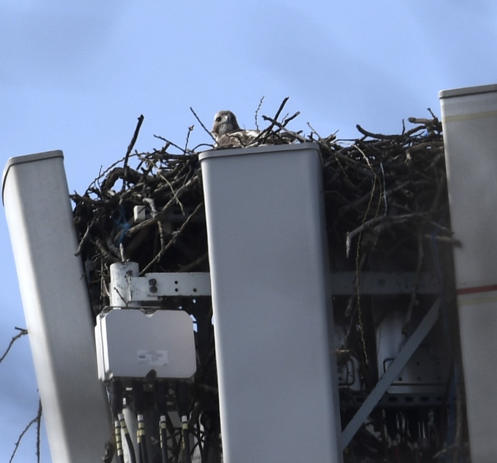 Red-tailed Hawk - ML616360088