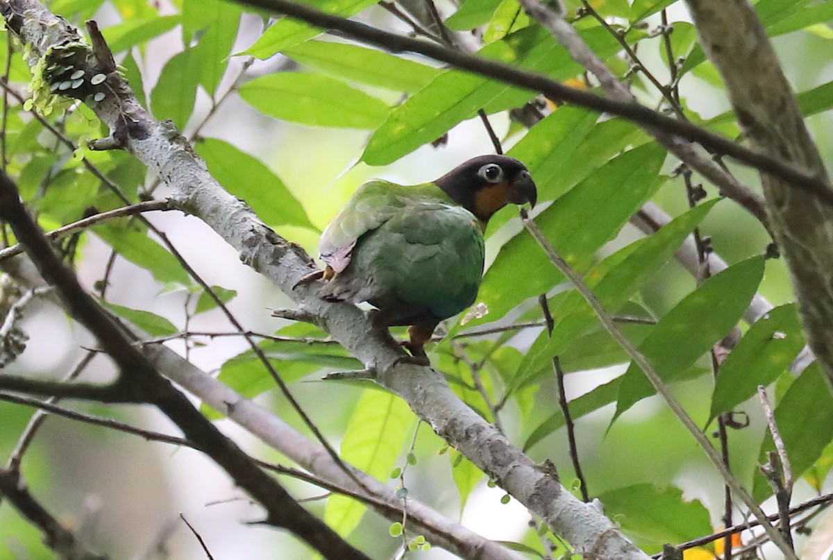 Orange-cheeked Parrot - ML616360090