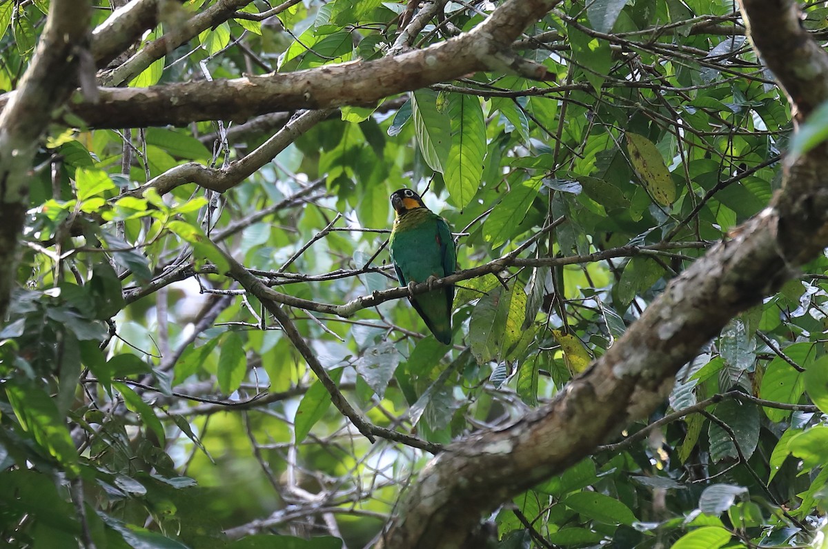 Orange-cheeked Parrot - ML616360091