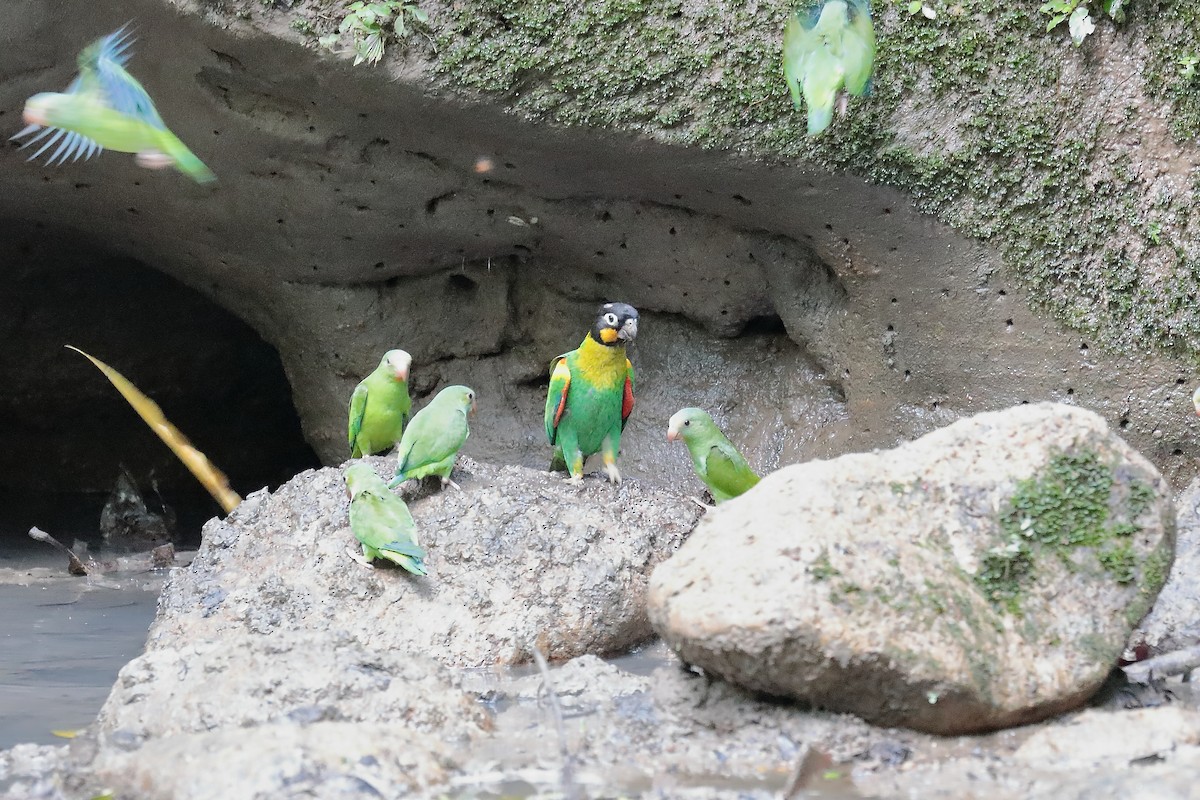 Orange-cheeked Parrot - ML616360092