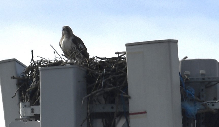 Red-tailed Hawk - David Gillen