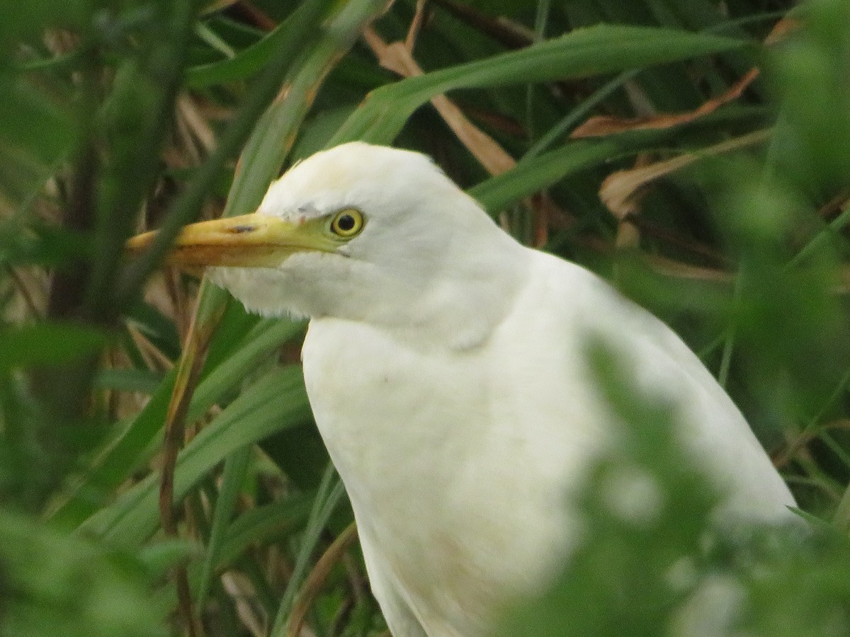 Western Cattle Egret - ML616360097