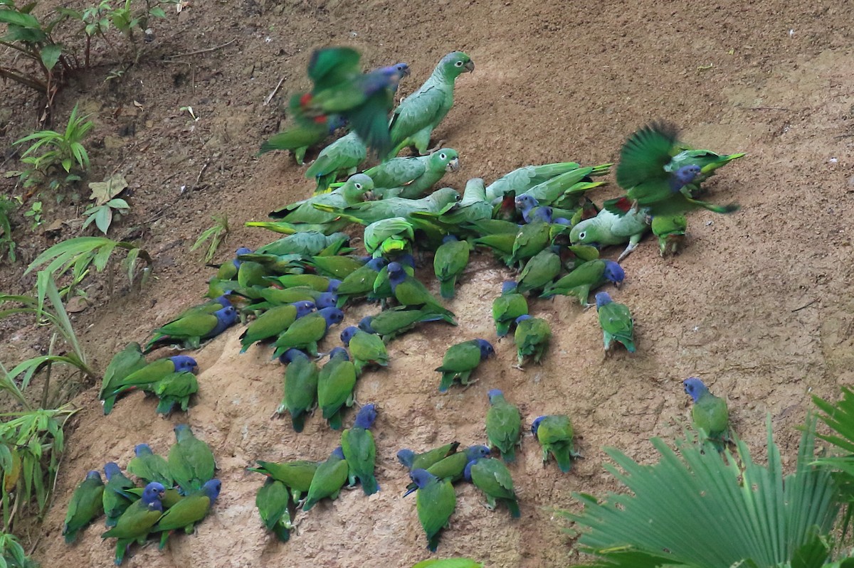 Loro Cabeciazul - ML616360108