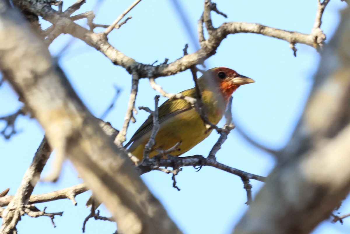 Summer Tanager - Jon  Sola