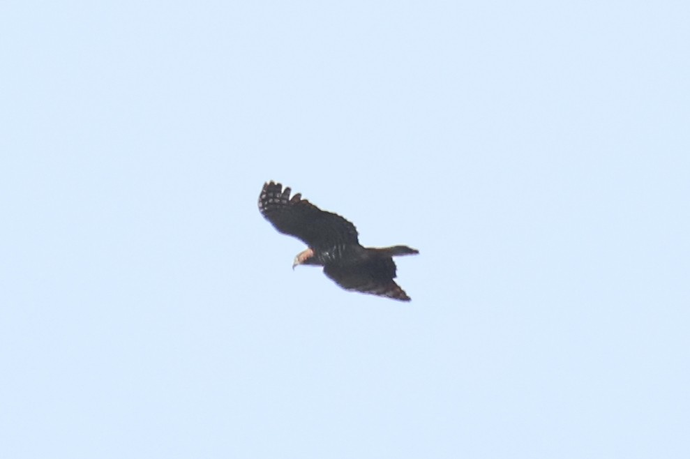 Hook-billed Kite - ML616360126