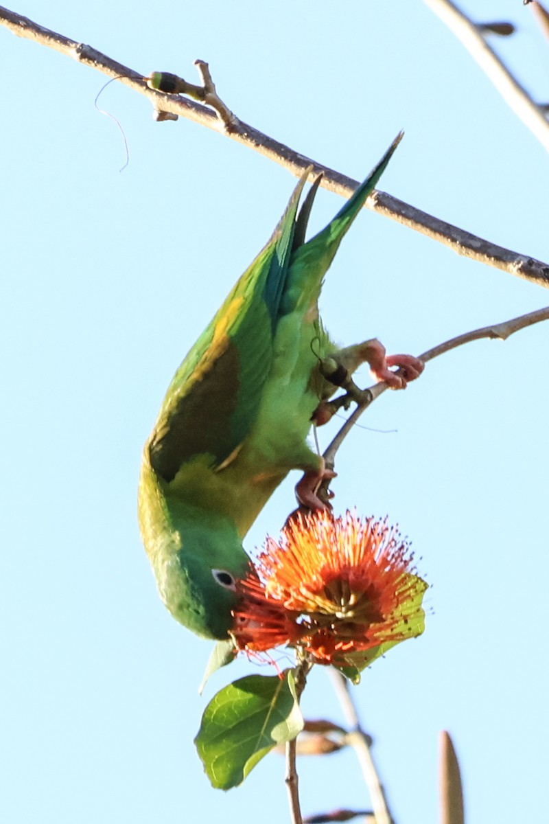 Orange-chinned Parakeet - ML616360133