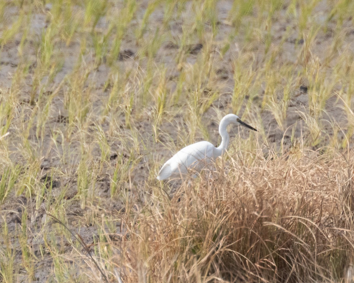 Little Egret - ML616360169