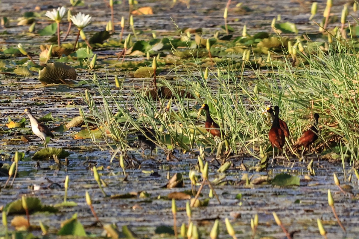 Northern Jacana - ML616360170