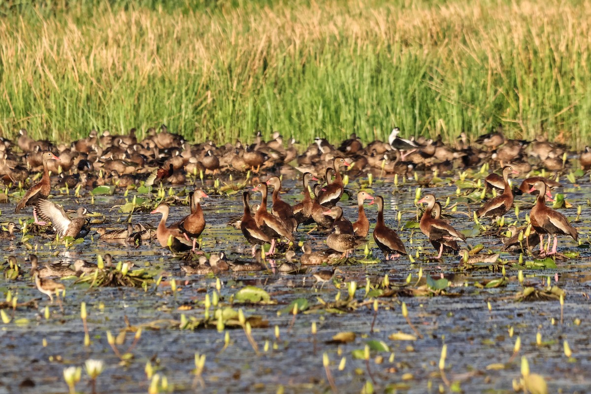 Black-bellied Whistling-Duck - ML616360187