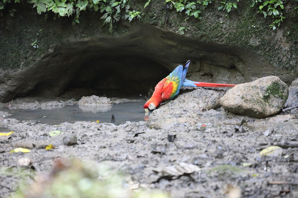 Scarlet Macaw - ML616360191