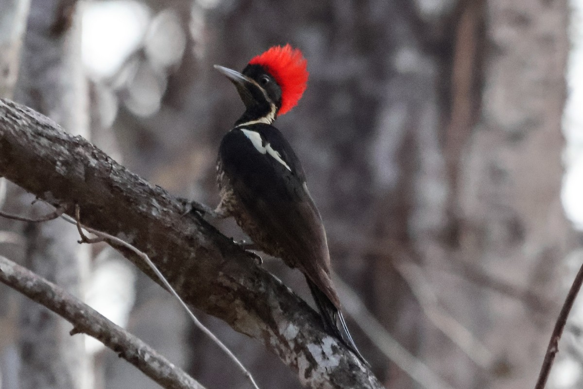 Lineated Woodpecker - ML616360202