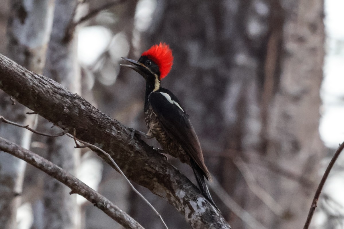 Lineated Woodpecker - ML616360203