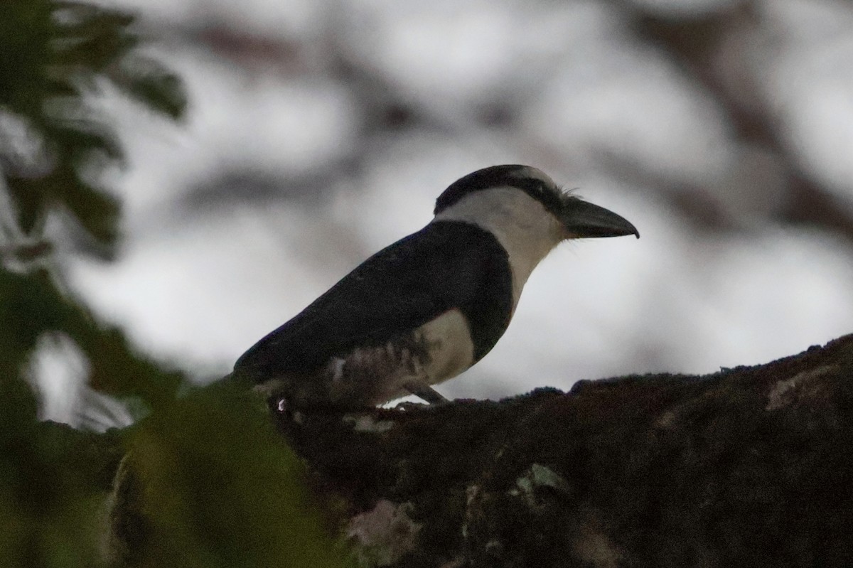 Weißnacken-Faulvogel - ML616360205