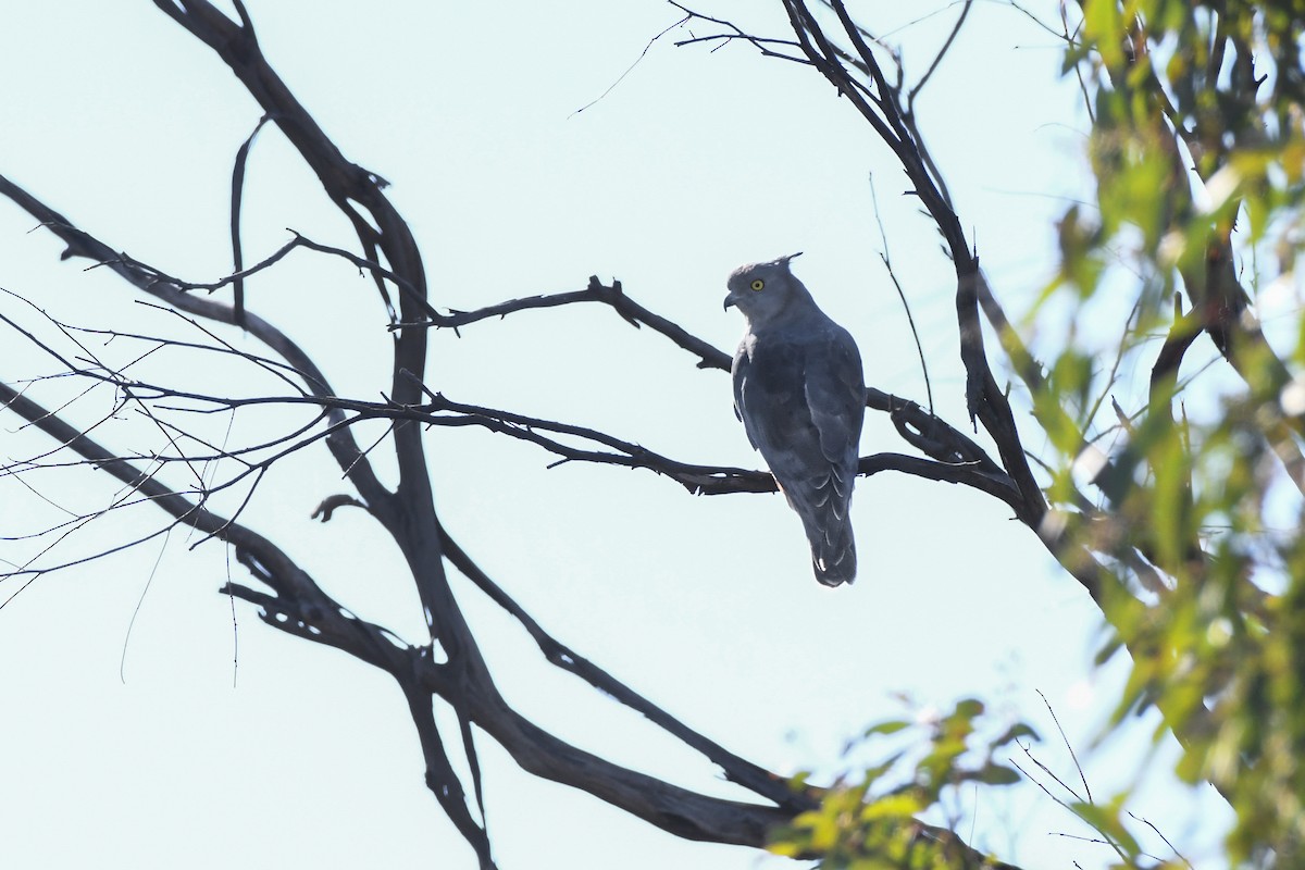 Pacific Baza - ML616360214