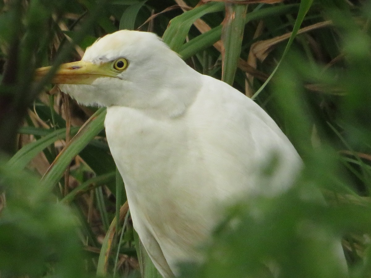 Western Cattle Egret - ML616360220