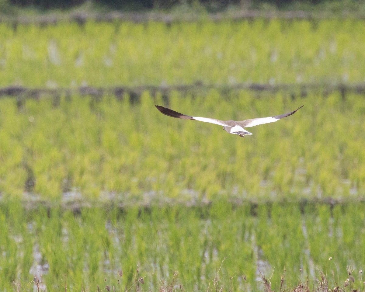 Gray-headed Lapwing - ML616360226