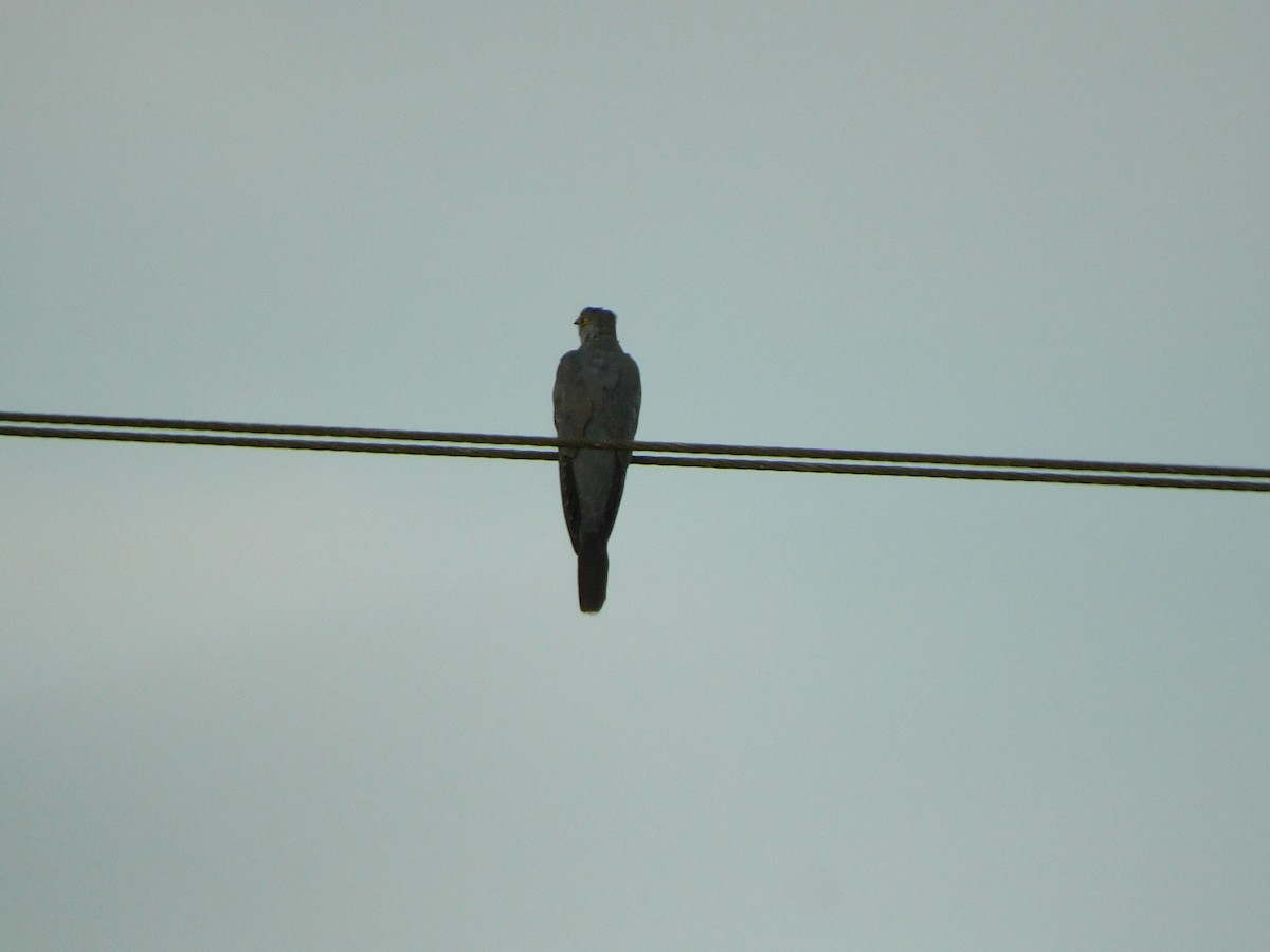 Common Cuckoo - ML616360282