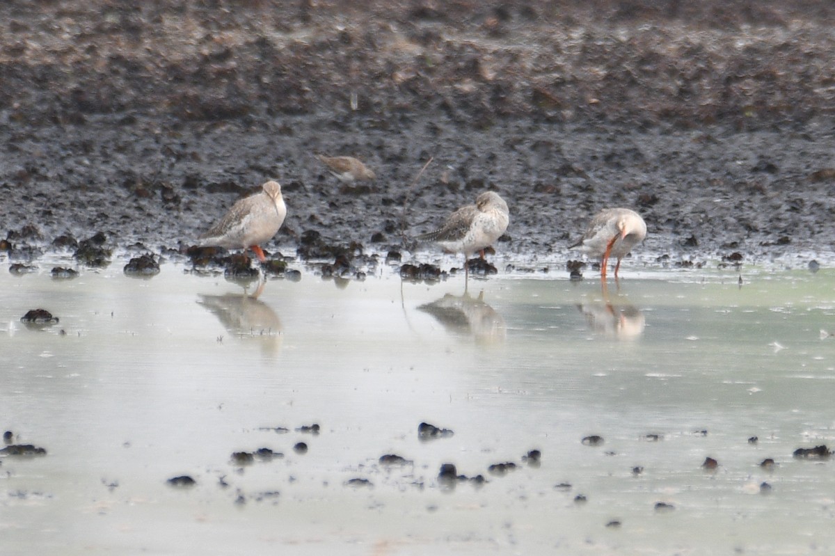 Spotted Redshank - ML616360285