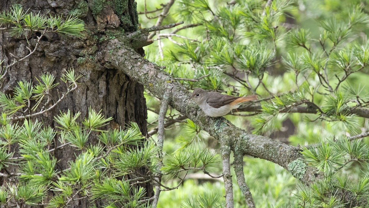 Rusty-tailed Flycatcher - ML616360301