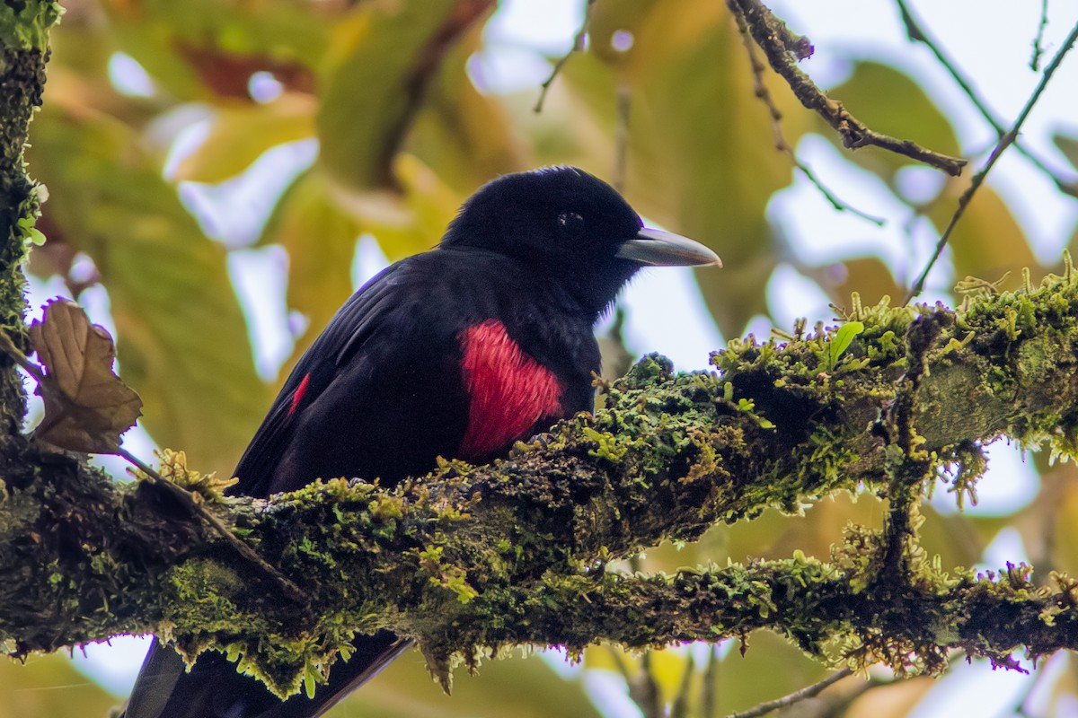 Javan Oriole - Wade Strickland