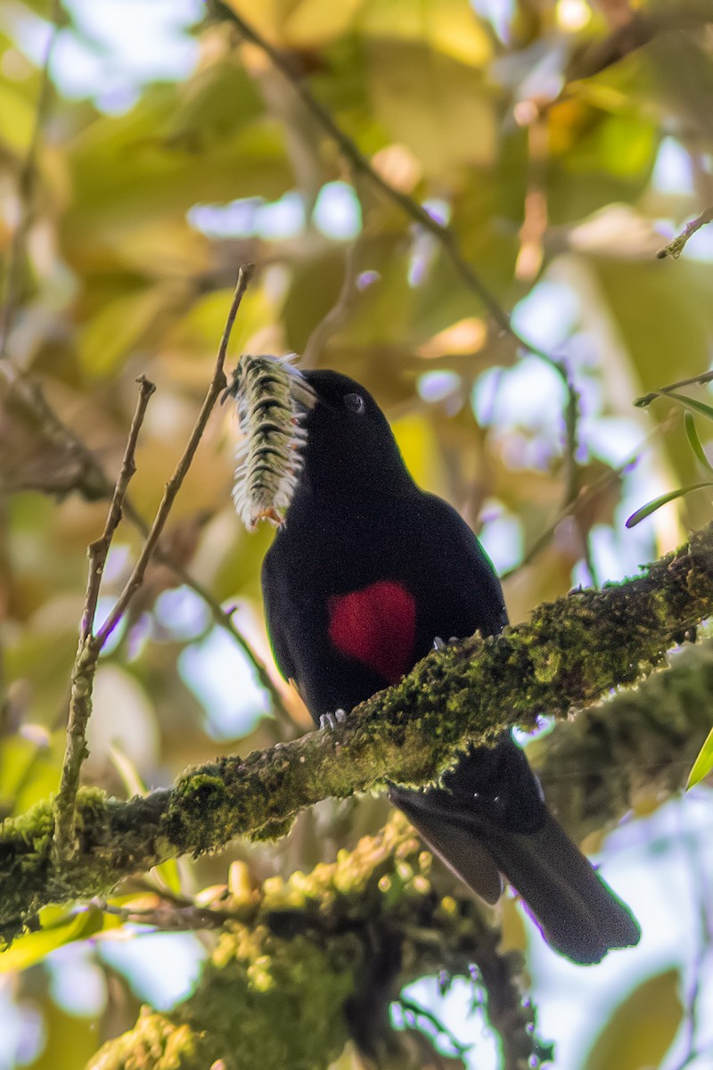 Javan Oriole - Wade Strickland