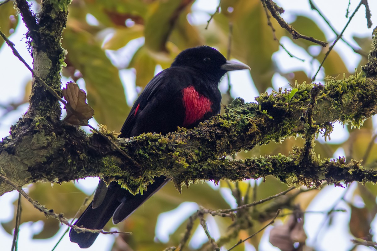 Javan Oriole - Wade Strickland