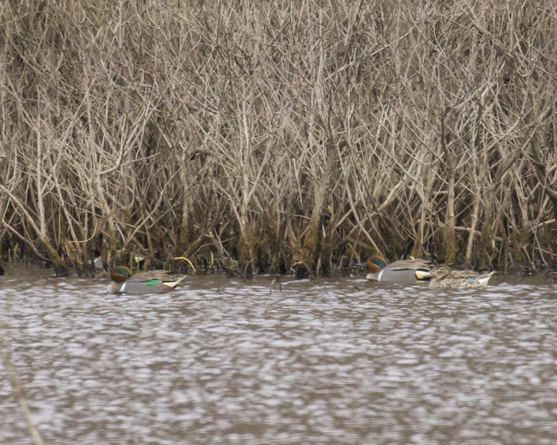 Green-winged Teal - ML616360311