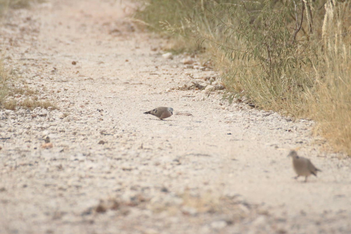 Emerald-spotted Wood-Dove - ML616360382