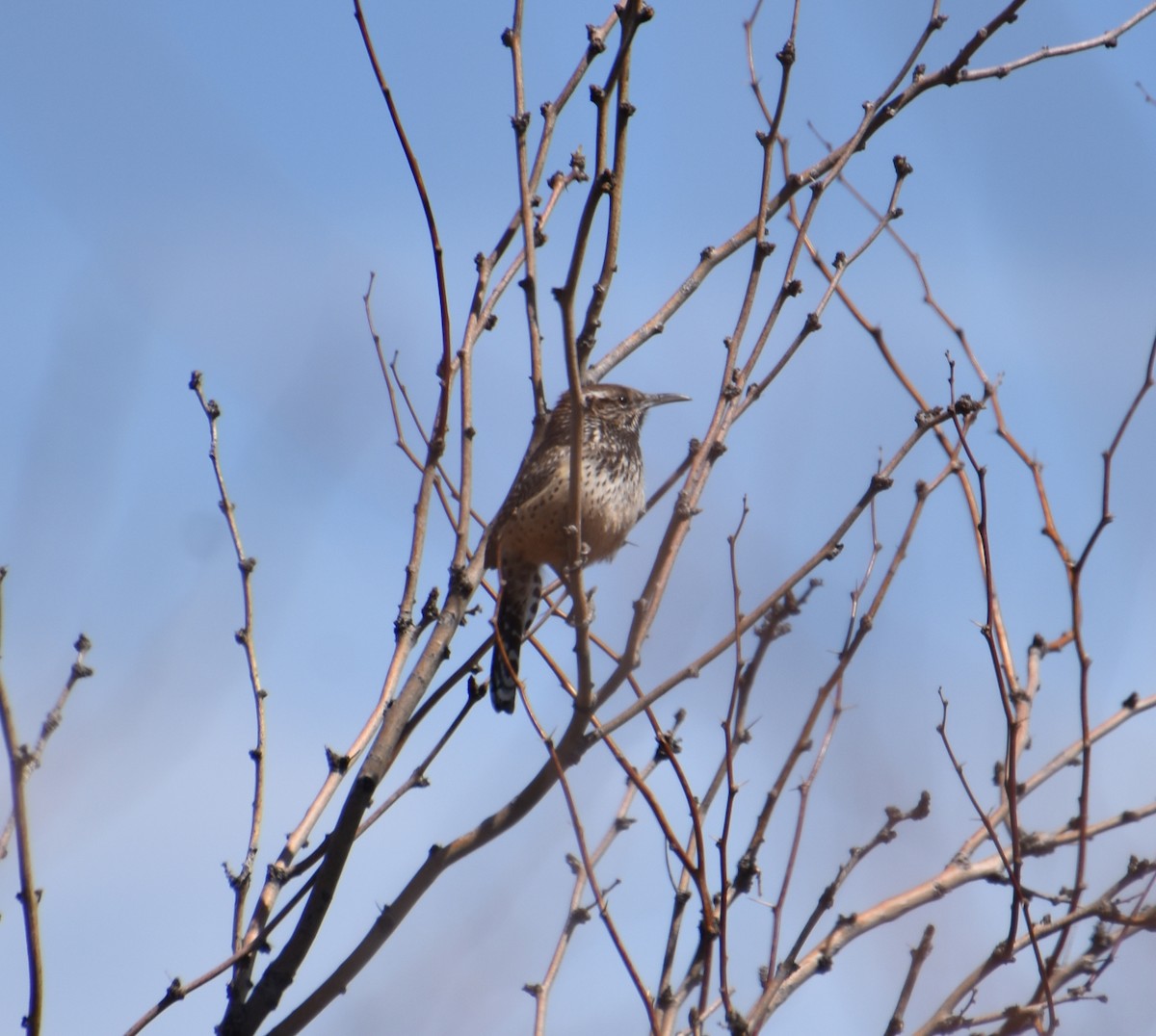 Cactus Wren - ML616360417